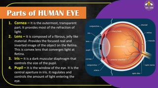 Parts of HUMAN EYE
1. Cornea – It is the outermost, transparent
part. It provides most of the refraction of
light.
2. Lens – It is composed of a fibrous, jelly like
material. Provides the focused real and
inverted image of the object on the Retina.
This is convex lens that converges light at
Retina.
3. Iris – It is a dark muscular diaphragm that
controls the size of the pupil.
4. Pupil – It is the window of the eye. It is the
central aperture in Iris. It regulates and
controls the amount of light entering the
eye.
 