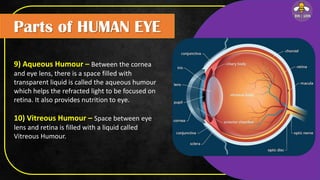 Parts of HUMAN EYE
9) Aqueous Humour – Between the cornea
and eye lens, there is a space filled with
transparent liquid is called the aqueous humour
which helps the refracted light to be focused on
retina. It also provides nutrition to eye.
10) Vitreous Humour – Space between eye
lens and retina is filled with a liquid called
Vitreous Humour.
 
