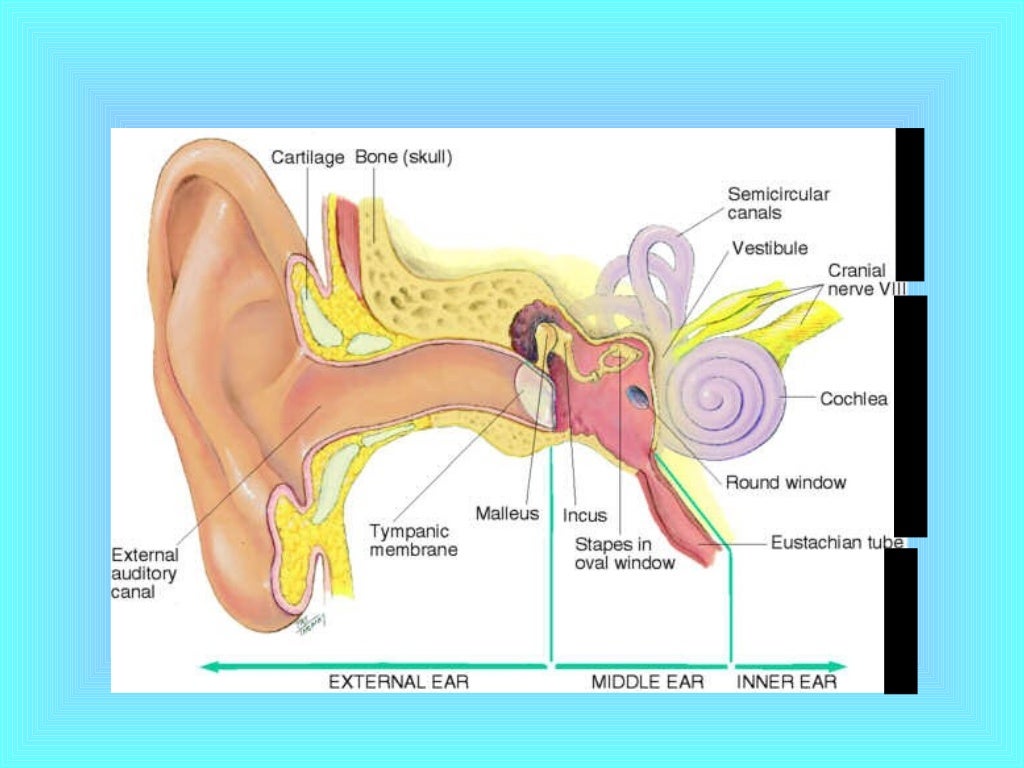 Eye and ear assessment