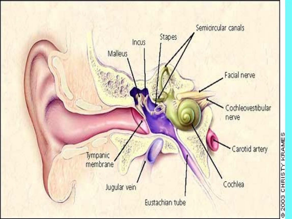 Eye and ear assessment