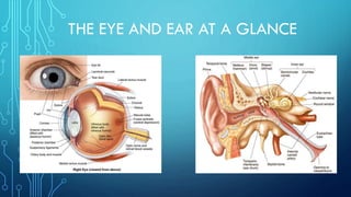 THE EYE AND EAR AT A GLANCE
 