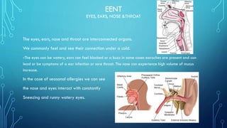 EENT
EYES, EARS, NOSE &THROAT
The eyes, ears, nose and throat are interconnected organs.
We commonly feel and see their connection under a cold.
-The eyes can be watery, ears can feel blocked or a buzz in some cases earaches are present and can
lead or be symptoms of a ear infection or sore throat. The nose can experience high volume of mucus
increase.
In the case of seasonal allergies we can see
the nose and eyes interact with constantly
Sneezing and runny watery eyes.
 