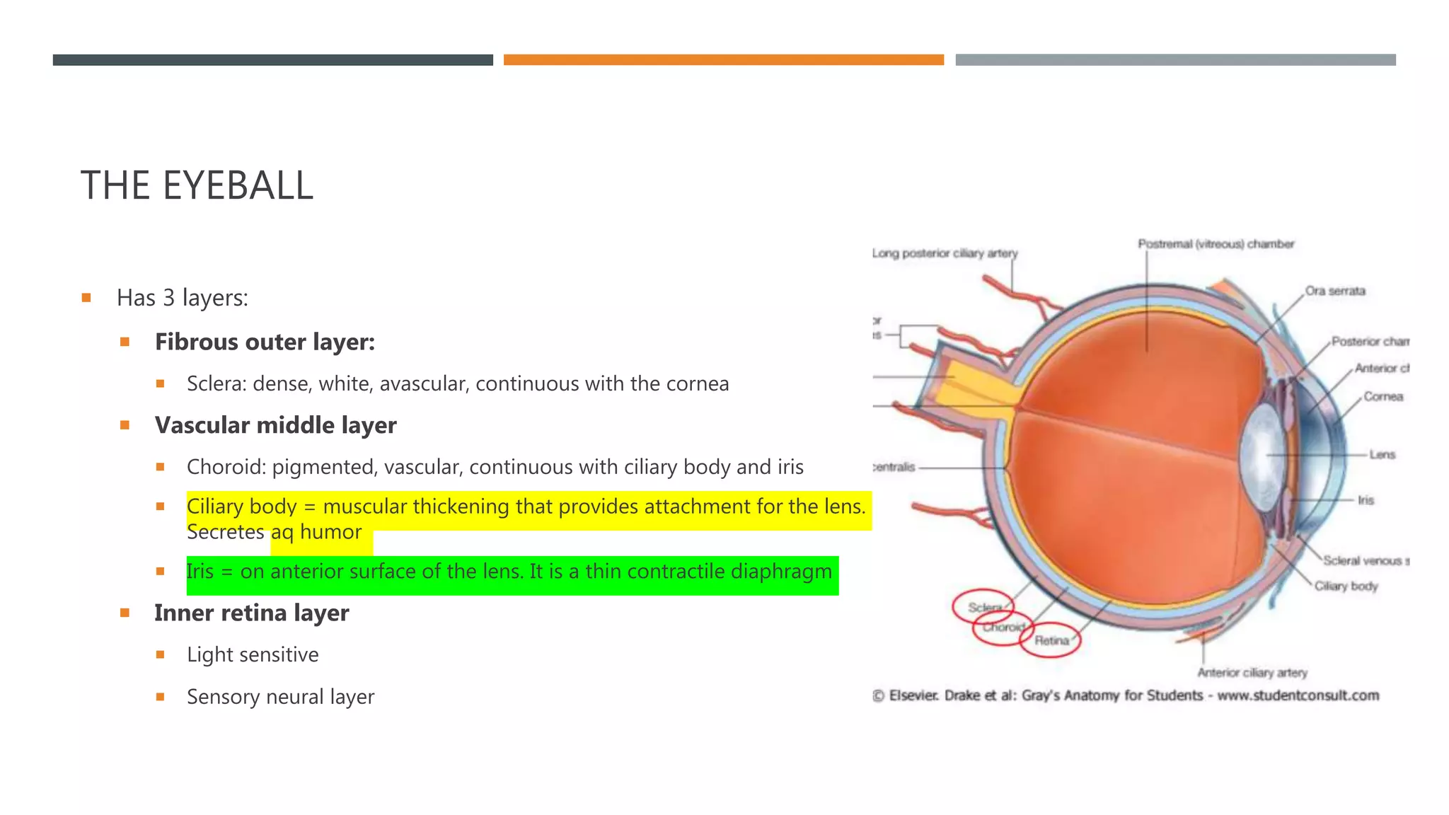 Eye and orbit revision ppt | PPTX