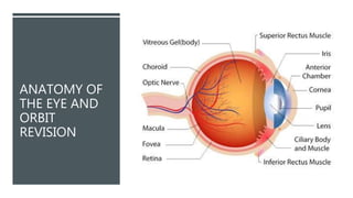 ANATOMY OF
THE EYE AND
ORBIT
REVISION
 