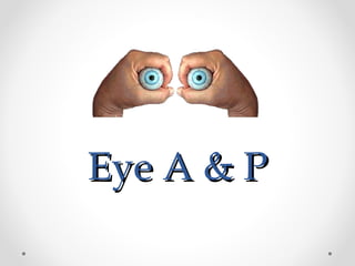 Eye A & PEye A & P
 