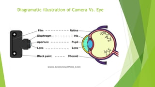 Diagramatic illustration of Camera Vs. Eye
 