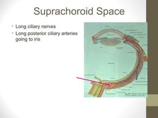 Suprachoroid Space
• Long ciliary nerves
• Long posterior ciliary arteries
going to iris
 