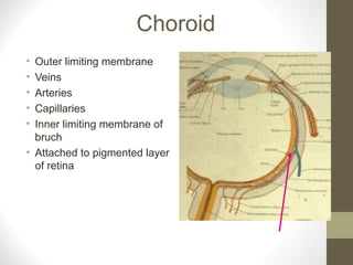 Choroid
• Outer limiting membrane
• Veins
• Arteries
• Capillaries
• Inner limiting membrane of
bruch
• Attached to pigmented layer
of retina
 
