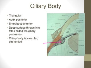 Ciliary Body
• Triangular
• Apex posterior
• Short base anterior
• Deep surface thrown into
folds called the ciliary
processes
• Ciliary body is vascular,
pigmented
 