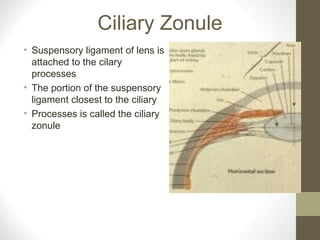 Ciliary Zonule
• Suspensory ligament of lens is
attached to the cilary
processes
• The portion of the suspensory
ligament closest to the ciliary
• Processes is called the ciliary
zonule
 