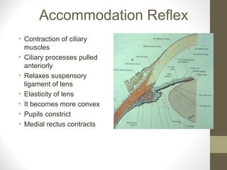 Accommodation Reflex
• Contraction of ciliary
muscles
• Ciliary processes pulled
anteriorly
• Relaxes suspensory
ligament of lens
• Elasticity of lens
• It becomes more convex
• Pupils constrict
• Medial rectus contracts
 