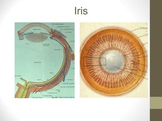 Iris
 