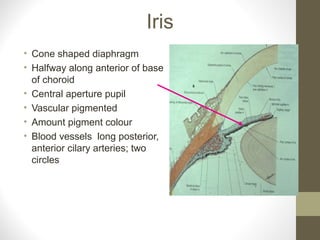 Iris
• Cone shaped diaphragm
• Halfway along anterior of base
of choroid
• Central aperture pupil
• Vascular pigmented
• Amount pigment colour
• Blood vessels long posterior,
anterior cilary arteries; two
circles
 