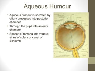 Aqueous Humour
• Aqueous humour is secreted by
ciliary processes into posterior
chamber
• Through the pupil into anterior
chamber
• Spaces of fontana into venous
sinus of sclera or canal of
Schlemn
 