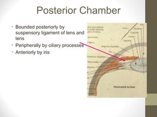 Posterior Chamber
• Bounded posteriorly by
suspensory ligament of lens and
lens
• Peripherally by ciliary processes
• Anteriorly by iris
 