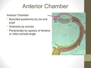Anterior Chamber
Anterior Chamber
• Bounded posteriorly by iris and
pupil
• Anteriorly by cornea
• Peripherally by spaces of fontana
or iridio-corneal angle
 