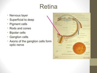 Retina
• Nervous layer
• Superficial to deep
• Pigment cells
• Rods and cones
• Bipolar cells
• Ganglion cells
• Axons of the ganglion cells form
optic nerve
 