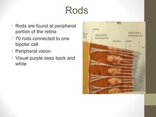 Rods
• Rods are found at peripheral
portion of the retina
• 70 rods connected to one
bipolar cell
• Peripheral vision
• Visual purple sees back and
white
 