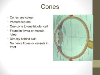 Cones
• Cones see colour
• Photoreceptors
• One cone to one bipolar cell
• Found in fovea or macula
lutea
• Directly behind axis
• No nerve fibres or vessels in
front
 