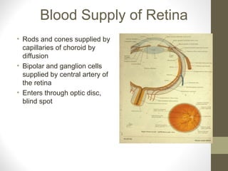 Blood Supply of Retina
• Rods and cones supplied by
capillaries of choroid by
diffusion
• Bipolar and ganglion cells
supplied by central artery of
the retina
• Enters through optic disc,
blind spot
 