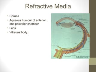 Refractive Media
• Cornea
• Aqueous humour of anterior
and posterior chamber
• Lens
• Vitreous body
 