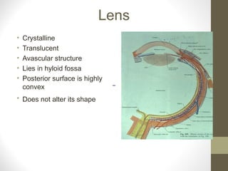 Lens
• Crystalline
• Translucent
• Avascular structure
• Lies in hyloid fossa
• Posterior surface is highly
convex
• Does not alter its shape
 