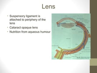 Lens
• Suspensory ligament is
attached to periphery of the
lens
• Cataract opaque lens
• Nutrition from aqueous humour
 