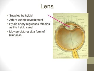 Lens
• Supplied by hyloid
• Artery during development
• Hyloid artery regresses remains
as the hyloid canal
• May persist, result a form of
blindness
 