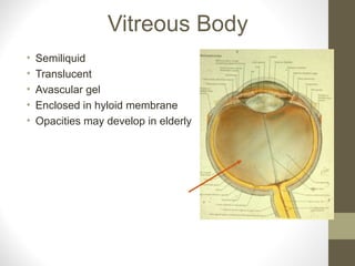 Vitreous Body
• Semiliquid
• Translucent
• Avascular gel
• Enclosed in hyloid membrane
• Opacities may develop in elderly
 