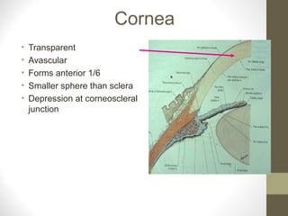 Cornea
• Transparent
• Avascular
• Forms anterior 1/6
• Smaller sphere than sclera
• Depression at corneoscleral
junction
 