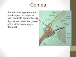 Cornea
• Posterior limiting membrane
breaks up at the edges to
form pectinate ligament of iris
• Spaces are called the spaces
of the iridiocorneal angle
(fontana)
 
