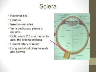 Sclera
• Posterior 5/6
• Opaque
• Insertion muscles
• Vena vorticosae pierce at
equator
• Optic nerve 2.3 mm medial to
axis, the lamina cribrosa
• Central artery of retina
• Long and short cilary vessels
and nerves
 