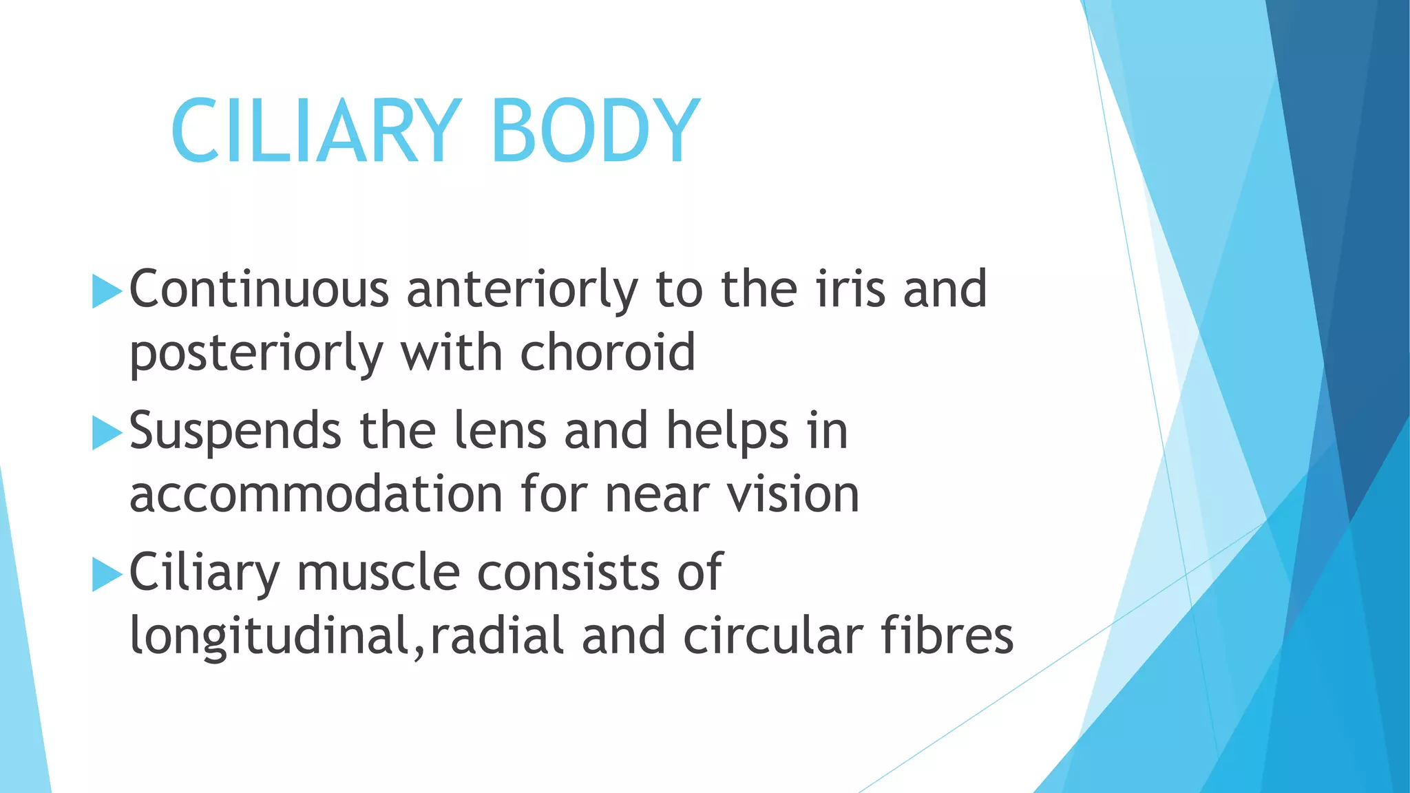 CILIARY BODY
Continuous anteriorly to the iris and
posteriorly with choroid
Suspends the lens and helps in
accommodation for near vision
Ciliary muscle consists of
longitudinal,radial and circular fibres
 