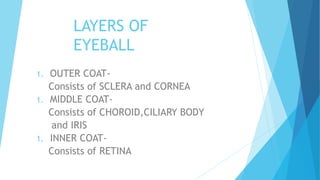 LAYERS OF
EYEBALL
1. OUTER COAT-
Consists of SCLERA and CORNEA
1. MIDDLE COAT-
Consists of CHOROID,CILIARY BODY
and IRIS
1. INNER COAT-
Consists of RETINA
 