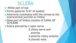 SCLERA
-White part of eye
Forms posterior 5/6th of eyeball
Anteriorly continuous with the cornea at the
sclerocorneal junction or limbus
Deep part of limbus consists of CANAL OF
SCHLEMM
Sclera pierced by-1.optic nerve
2.ciliary nerve and
arteries
3.anterior ciliary arteries
4.choroid veins
 