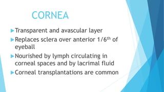 CORNEA
Transparent and avascular layer
Replaces sclera over anterior 1/6th of
eyeball
Nourished by lymph circulating in
corneal spaces and by lacrimal fluid
Corneal transplantations are common
 