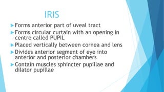 IRIS
Forms anterior part of uveal tract
Forms circular curtain with an opening in
centre called PUPIL
Placed vertically between cornea and lens
Divides anterior segment of eye into
anterior and posterior chambers
Contain muscles sphincter pupillae and
dilator pupillae
 