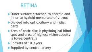 RETINA
Outer surface attached to choroid and
inner to hyaloid membrane of vitrous
Divided into optic,ciliary and iridial
parts
Area of optic disc is physiological blind
spot and area of highest vision acquity
is fovea centralis
Consists of 10 layers
Supplied by central artery
 