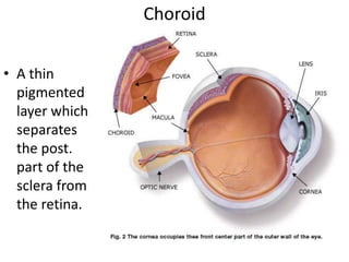 Choroid
• A thin
pigmented
layer which
separates
the post.
part of the
sclera from
the retina.

 