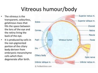 Eyeball Anatomy with histology | PPTX