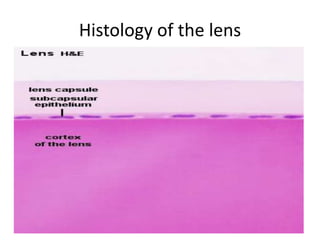 Histology of the lens

 