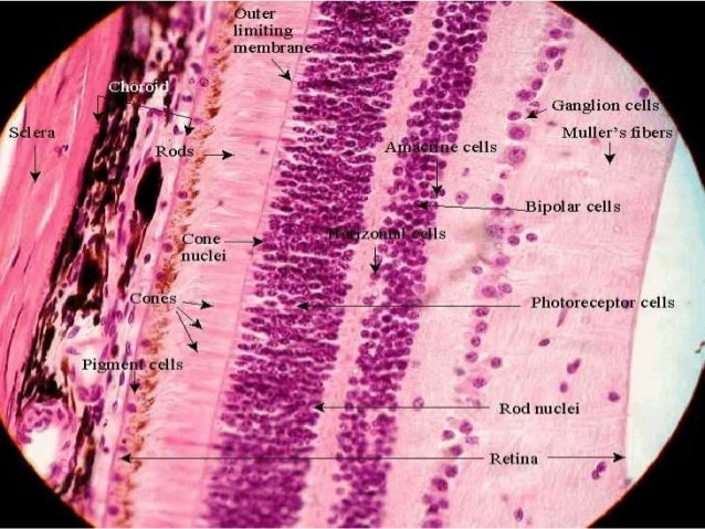 Eyeball Anatomy with histology