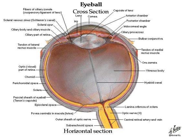 eyeball anatomy with histology