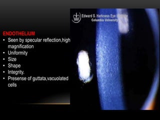 ENDOTHELiUM
• Seen by specular reflection,high
magnification
• Uniformity
• Size
• Shape
• Integrity.
• Presense of guttata,vacuolated
cells
 