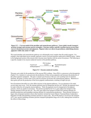 Eye color mutations chromatography drosophila | PDF