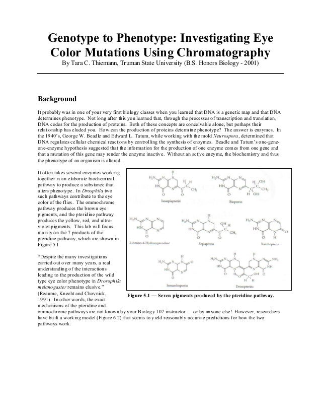 Eye color mutations chromatography drosophila