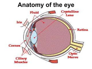 1
Anatomy of the eye
 