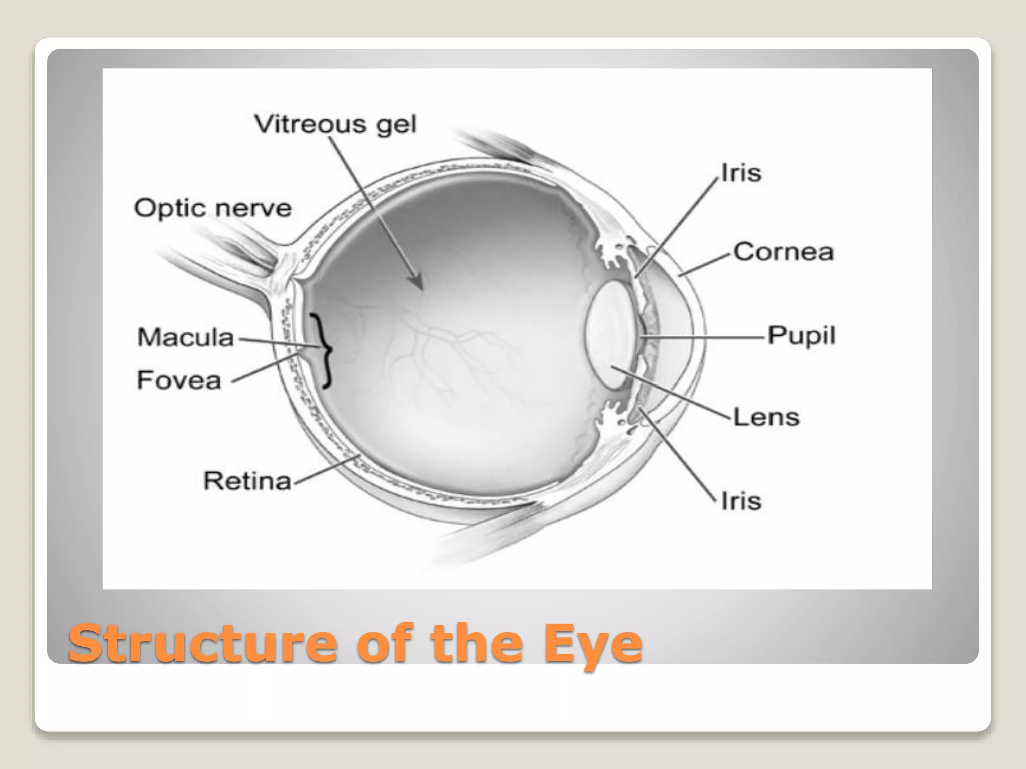 Structure of the Eye
 