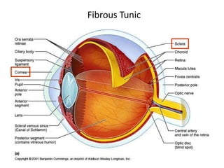 structure of eye and ear