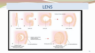 eye_embryology.pptx /eye development/neuroanatomy | PPTX